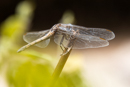 Dragonfly perched on twig at rest